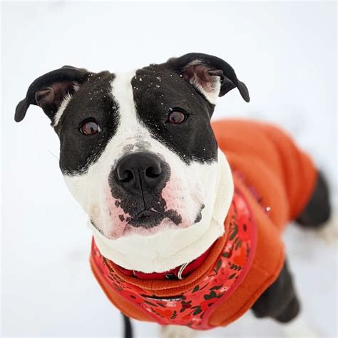 Manchester animal shelter - Friends of the Manchester Animal Shelter (FMAS) Apr 2023 - Present 1 year. Manchester, New Hampshire, United States President New Hampshire Automobile Dealers Association ...